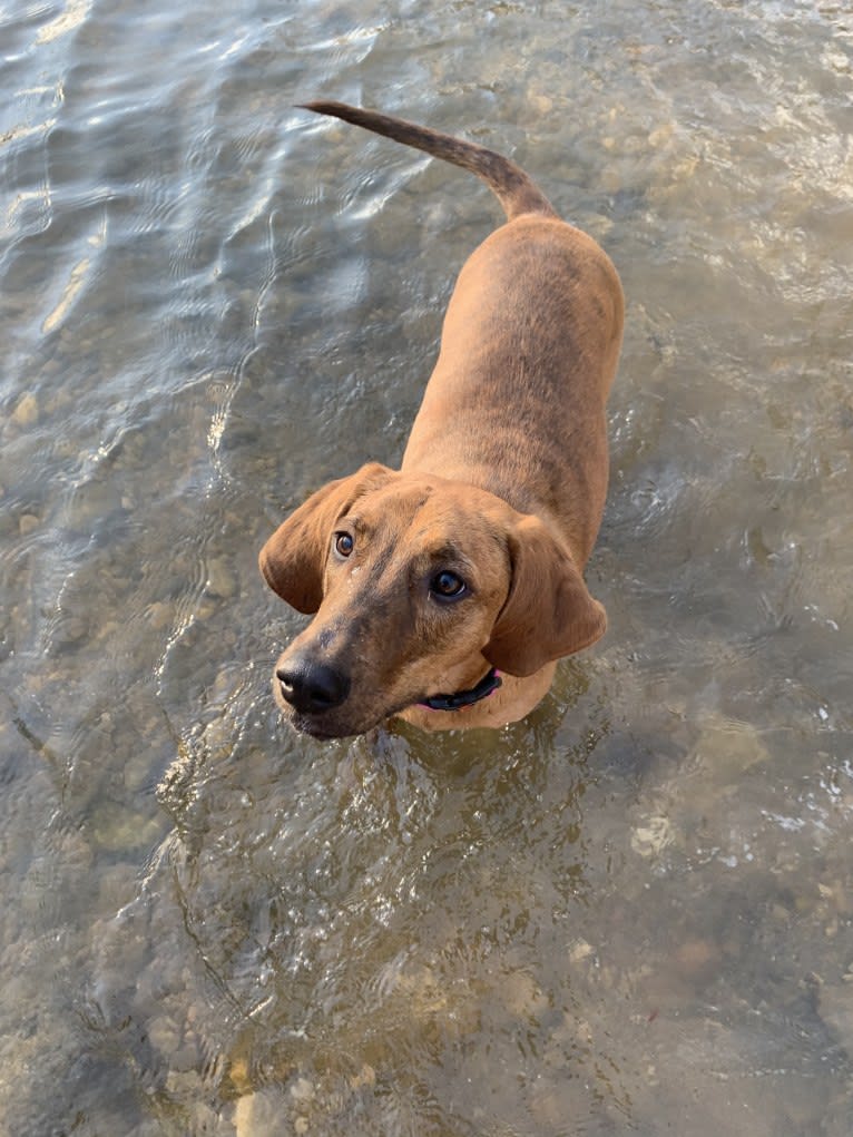 Julie, a Redbone Coonhound and Plott mix tested with EmbarkVet.com