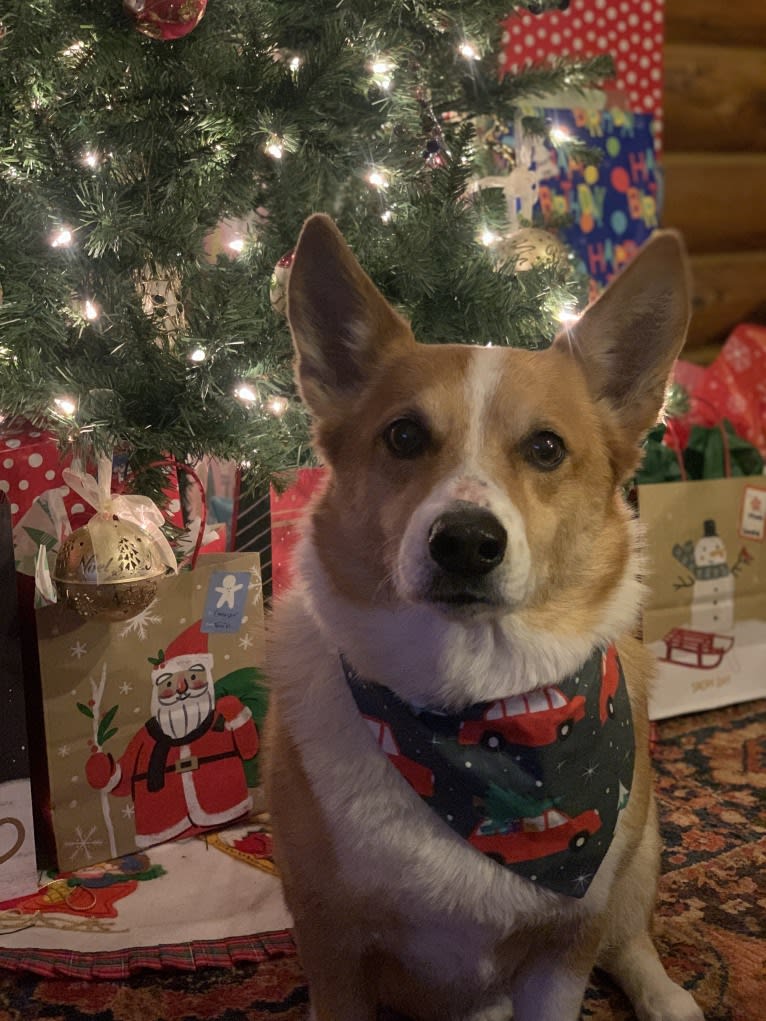 Zach, a Pembroke Welsh Corgi and Chihuahua mix tested with EmbarkVet.com