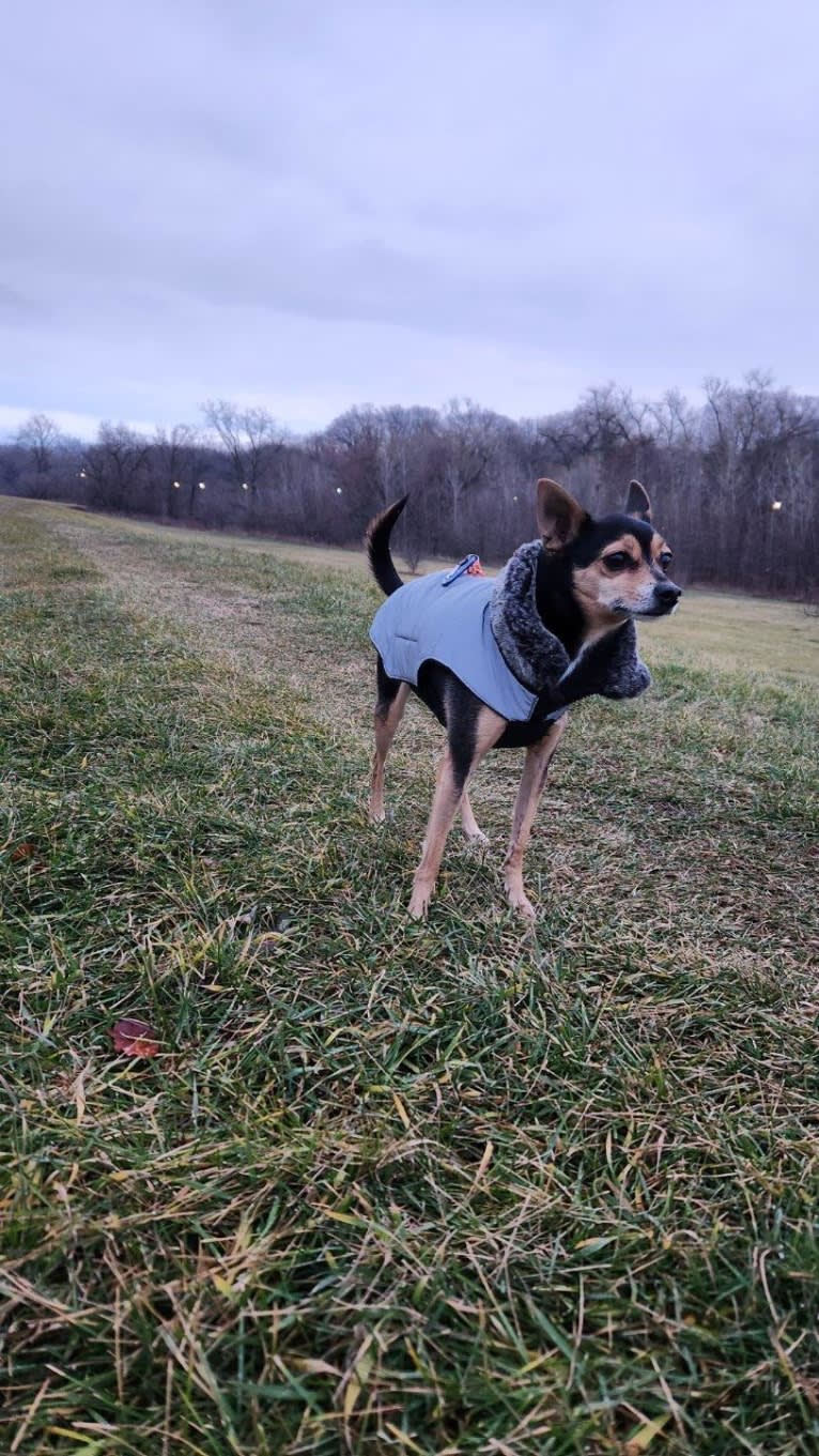 Bowser, a Chihuahua and Pomeranian mix tested with EmbarkVet.com