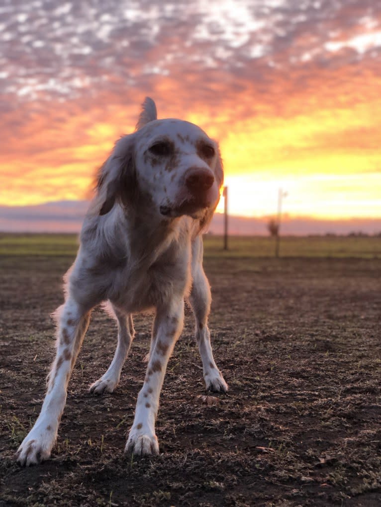 Argus, a Llewellin Setter tested with EmbarkVet.com