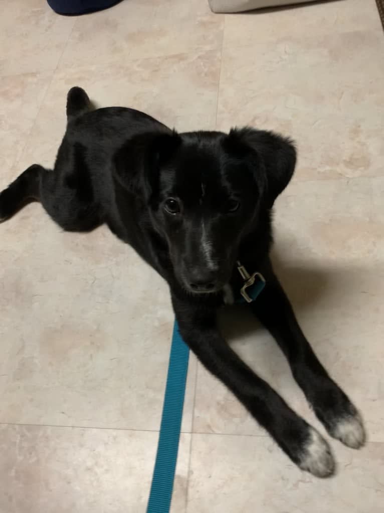 Lily, a Labrador Retriever and Beagle mix tested with EmbarkVet.com