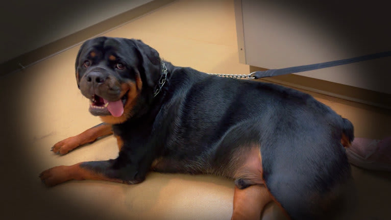 Chompy, a Rottweiler tested with EmbarkVet.com