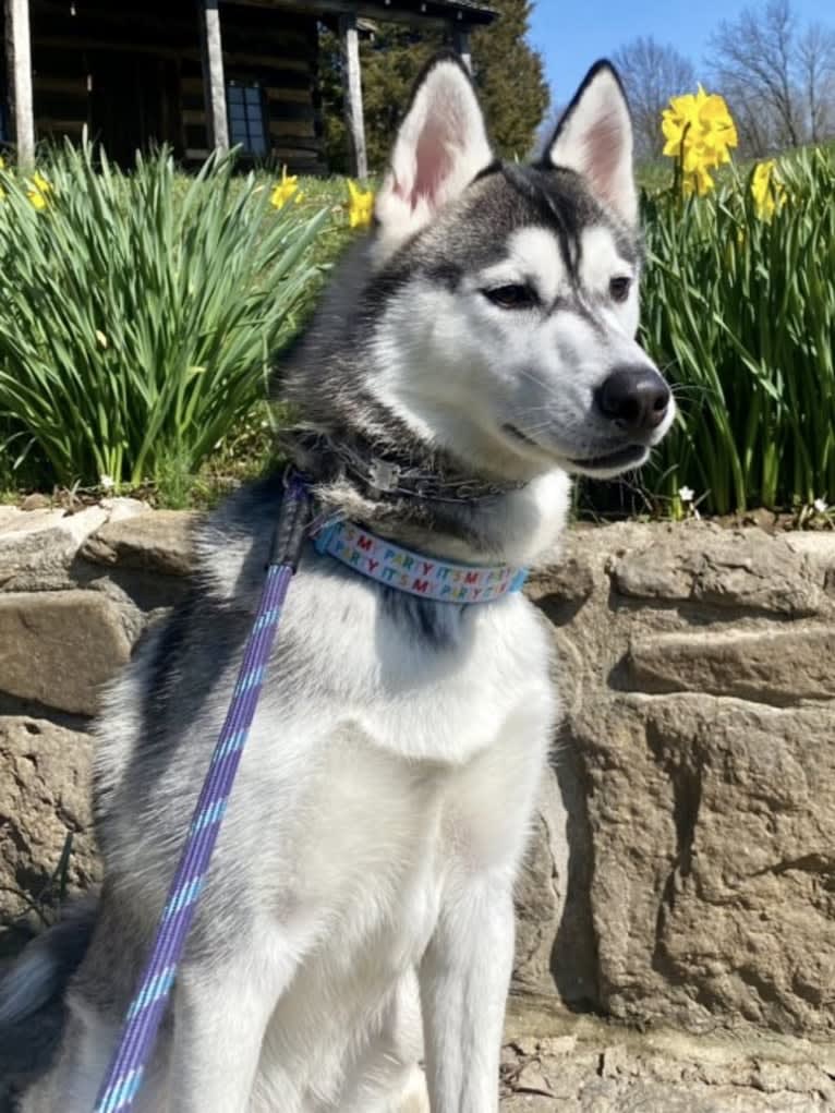 Storm, a Siberian Husky and American Pit Bull Terrier mix tested with EmbarkVet.com