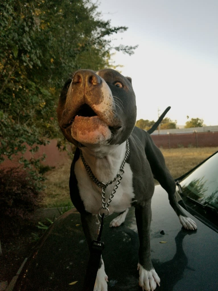 MaSiWei, an American Bully tested with EmbarkVet.com