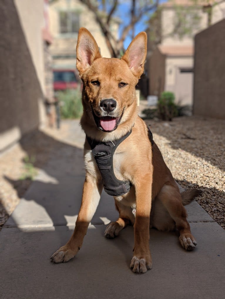 Nico, a Siberian Husky and Rottweiler mix tested with EmbarkVet.com