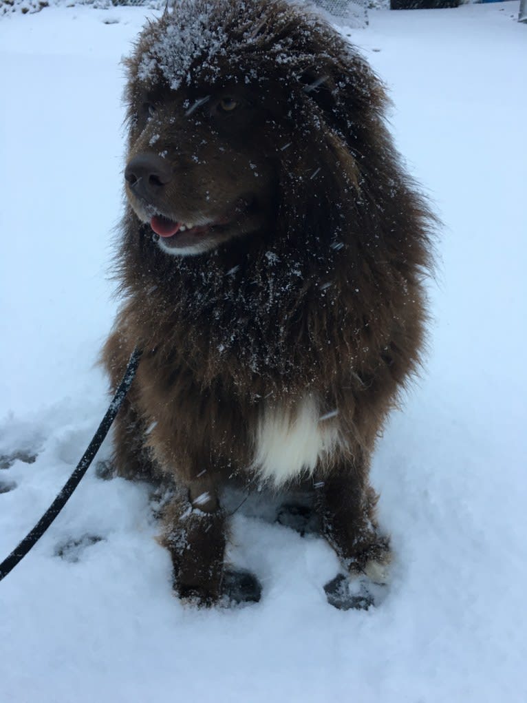 Rosey, a Newfoundland and Siberian Husky mix tested with EmbarkVet.com