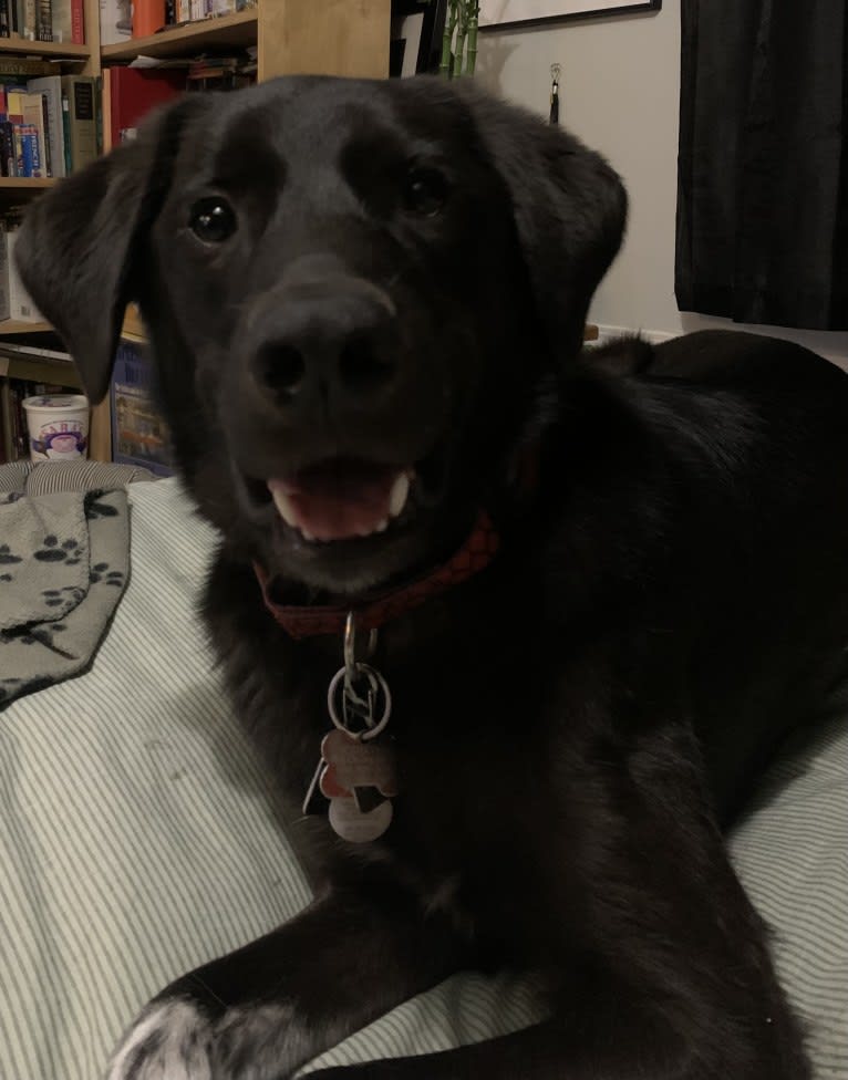 Guinness, a Labrador Retriever and Australian Cattle Dog mix tested with EmbarkVet.com