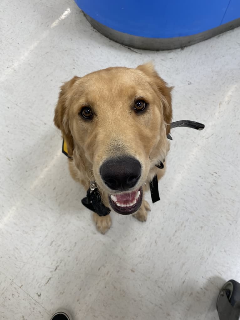 Echo, a Golden Retriever and Labrador Retriever mix tested with EmbarkVet.com