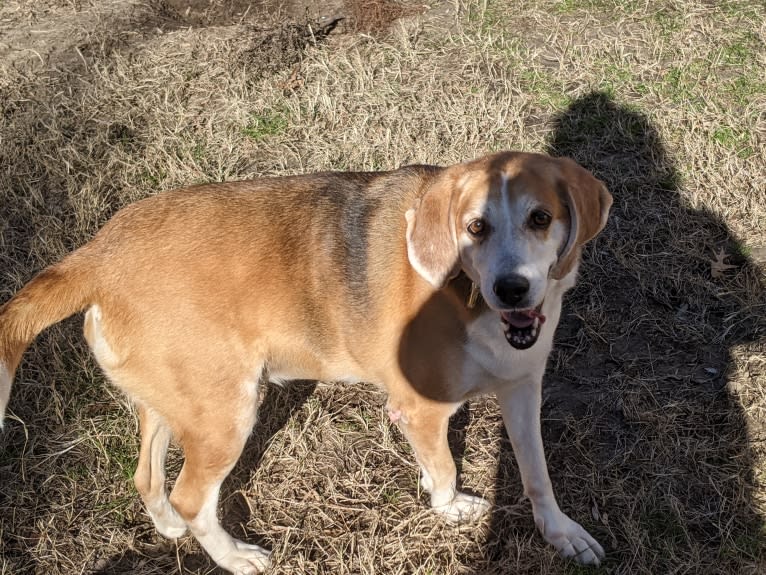 Brie, an American Foxhound tested with EmbarkVet.com