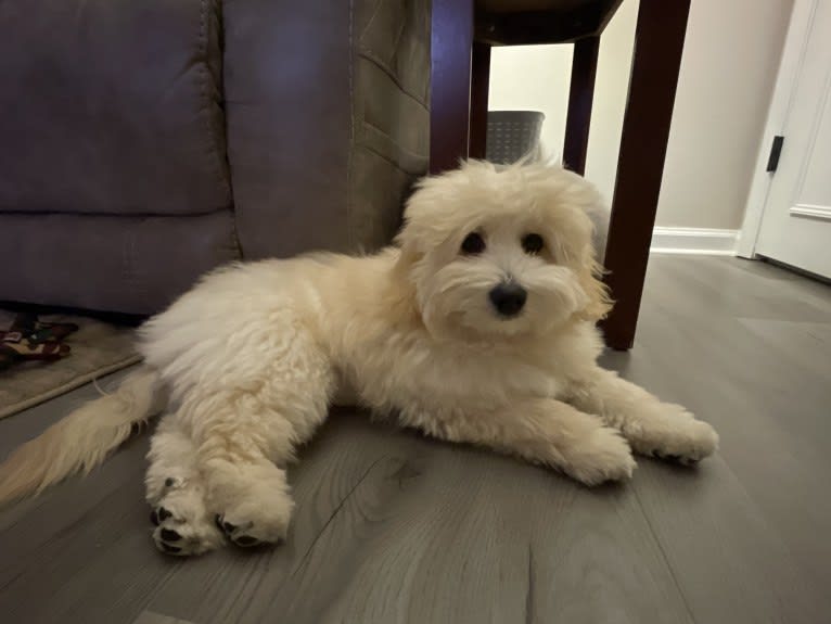 Leo, a Coton de Tulear tested with EmbarkVet.com