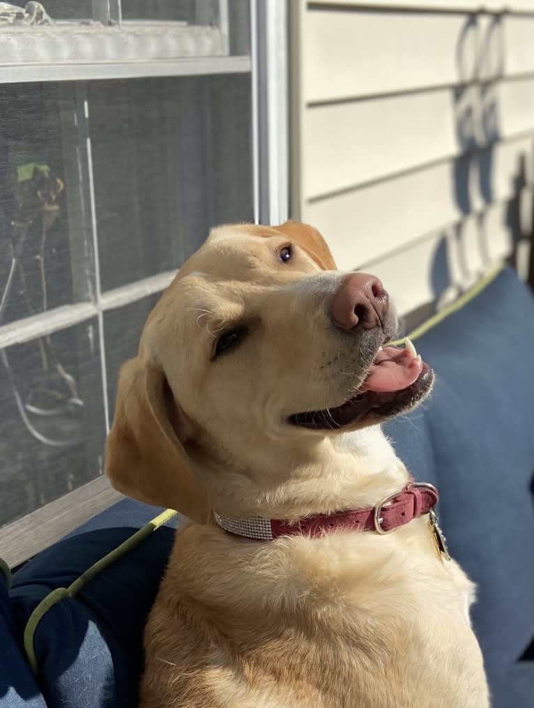 Willow, a Labrador Retriever and Treeing Walker Coonhound mix tested with EmbarkVet.com