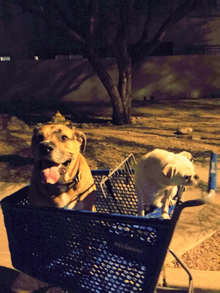 Jackson, an Australian Shepherd and American Pit Bull Terrier mix tested with EmbarkVet.com