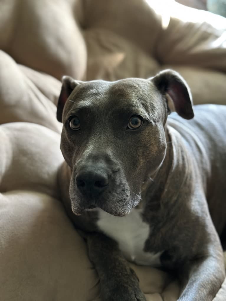 Rosie, an American Pit Bull Terrier tested with EmbarkVet.com