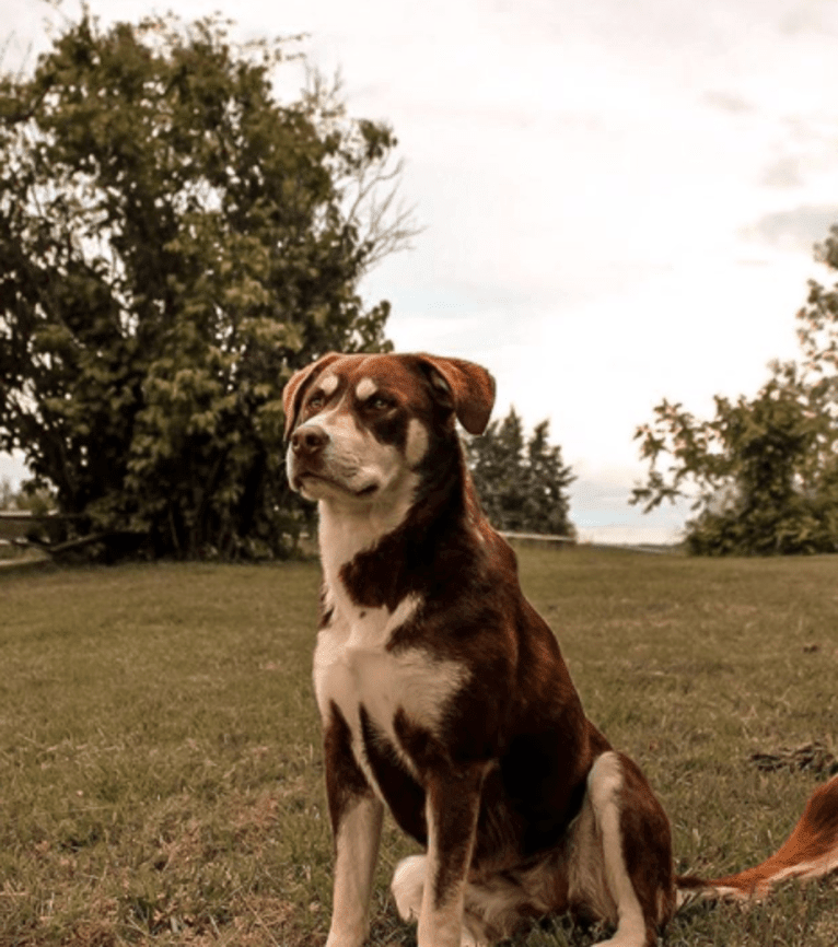 Brownie, a Siberian Husky and American Pit Bull Terrier mix tested with EmbarkVet.com