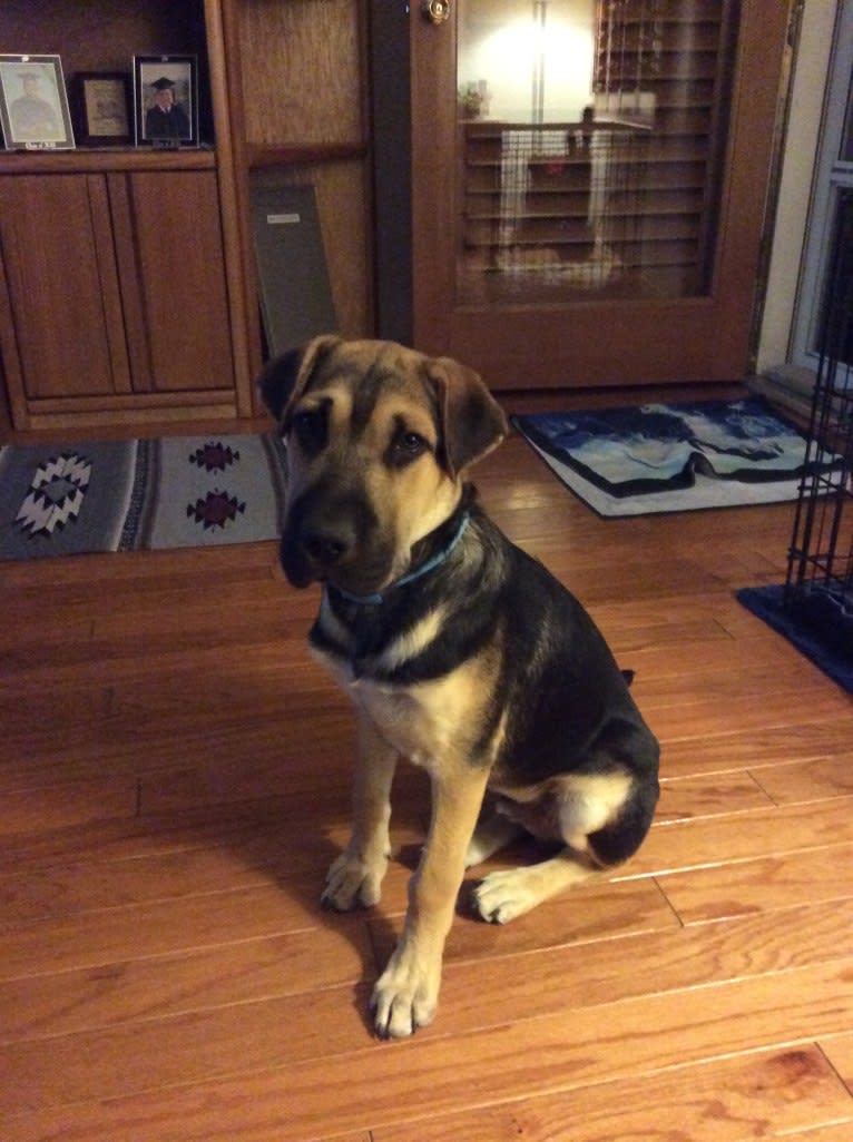Behr, a German Shepherd Dog and Chinese Shar-Pei mix tested with EmbarkVet.com