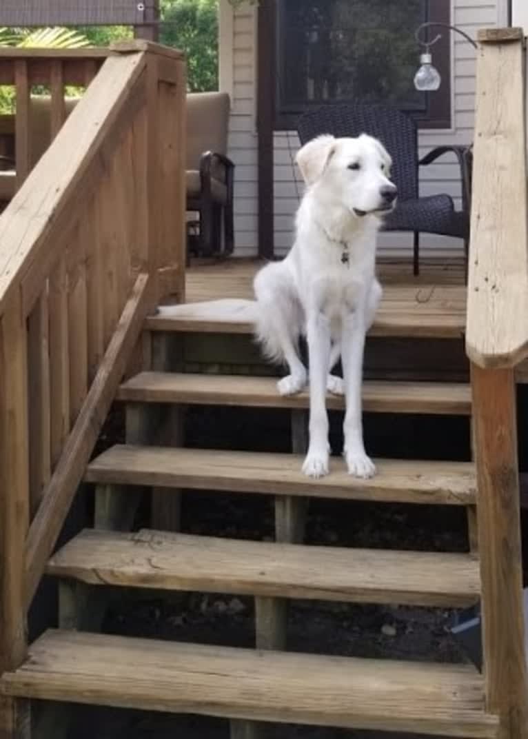 Sebastian, a Great Pyrenees and Great Dane mix tested with EmbarkVet.com