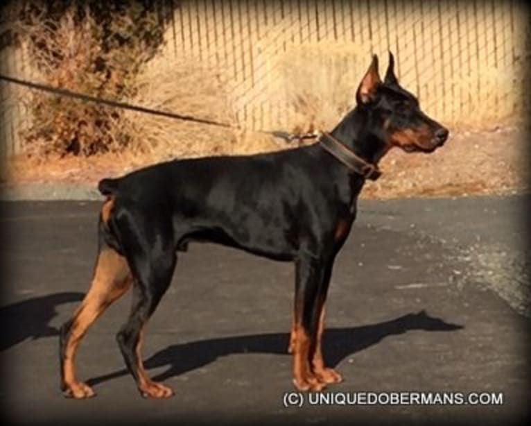 Brad, a Doberman Pinscher tested with EmbarkVet.com