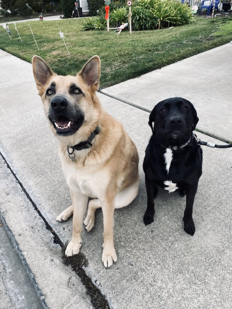 Boban, a German Shepherd Dog and Great Pyrenees mix tested with EmbarkVet.com