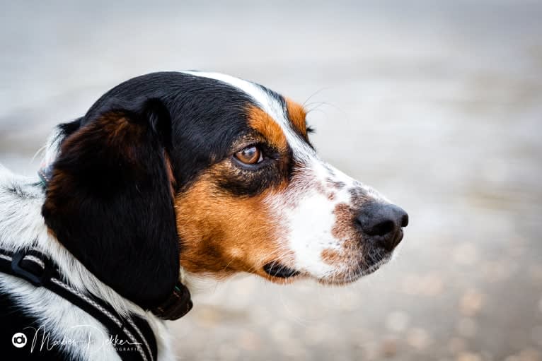 Storm, a Brittany and Russell-type Terrier mix tested with EmbarkVet.com