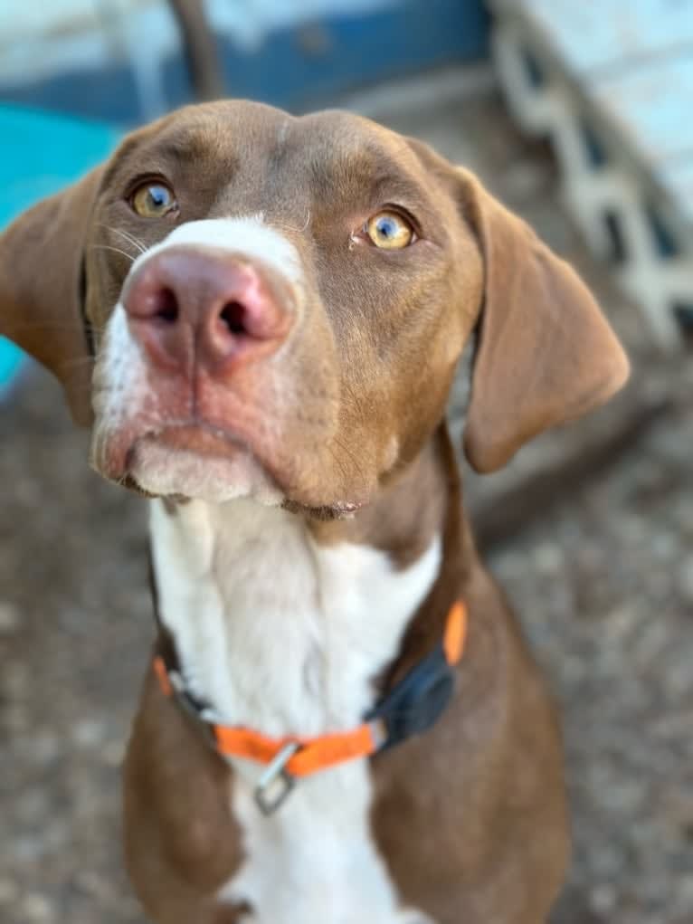 Molty, a Labrador Retriever and Bloodhound mix tested with EmbarkVet.com