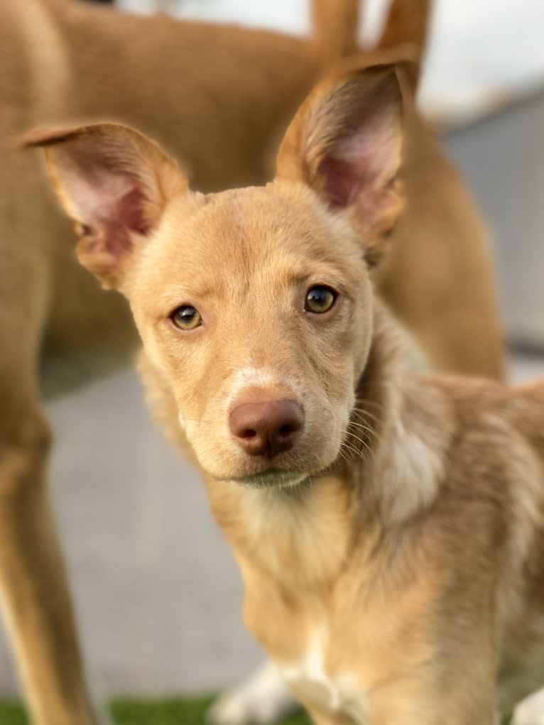 Molly, a Western European Village Dog tested with EmbarkVet.com