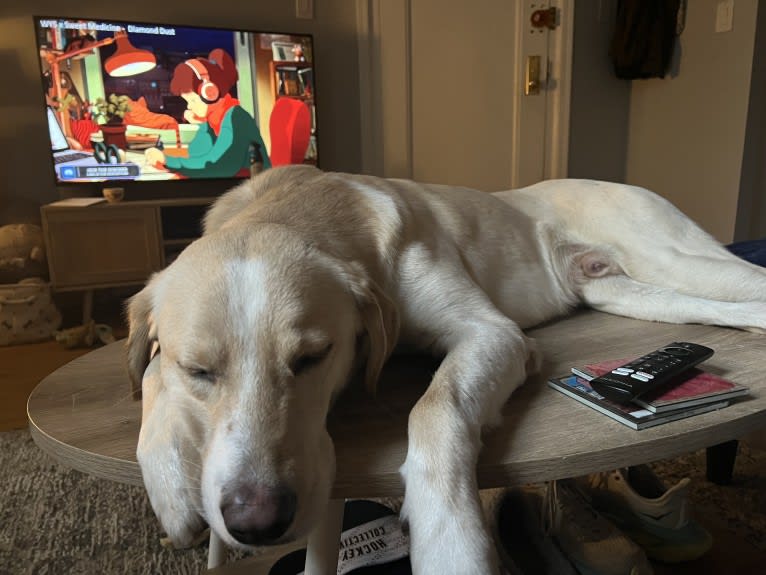 Buzz, a Labrador Retriever and Siberian Husky mix tested with EmbarkVet.com