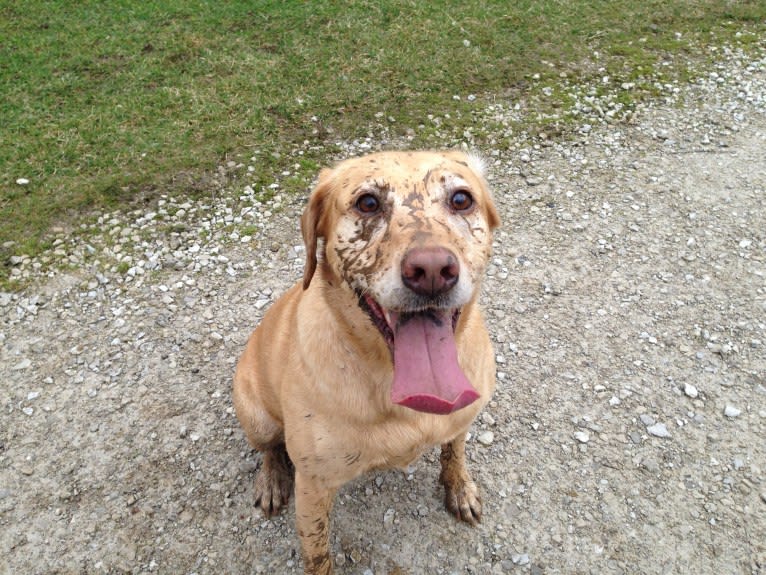 Sadie, a Labrador Retriever and American Bulldog mix tested with EmbarkVet.com