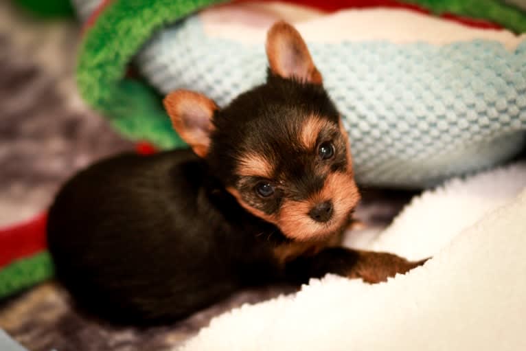 Rosie, a Yorkshire Terrier tested with EmbarkVet.com