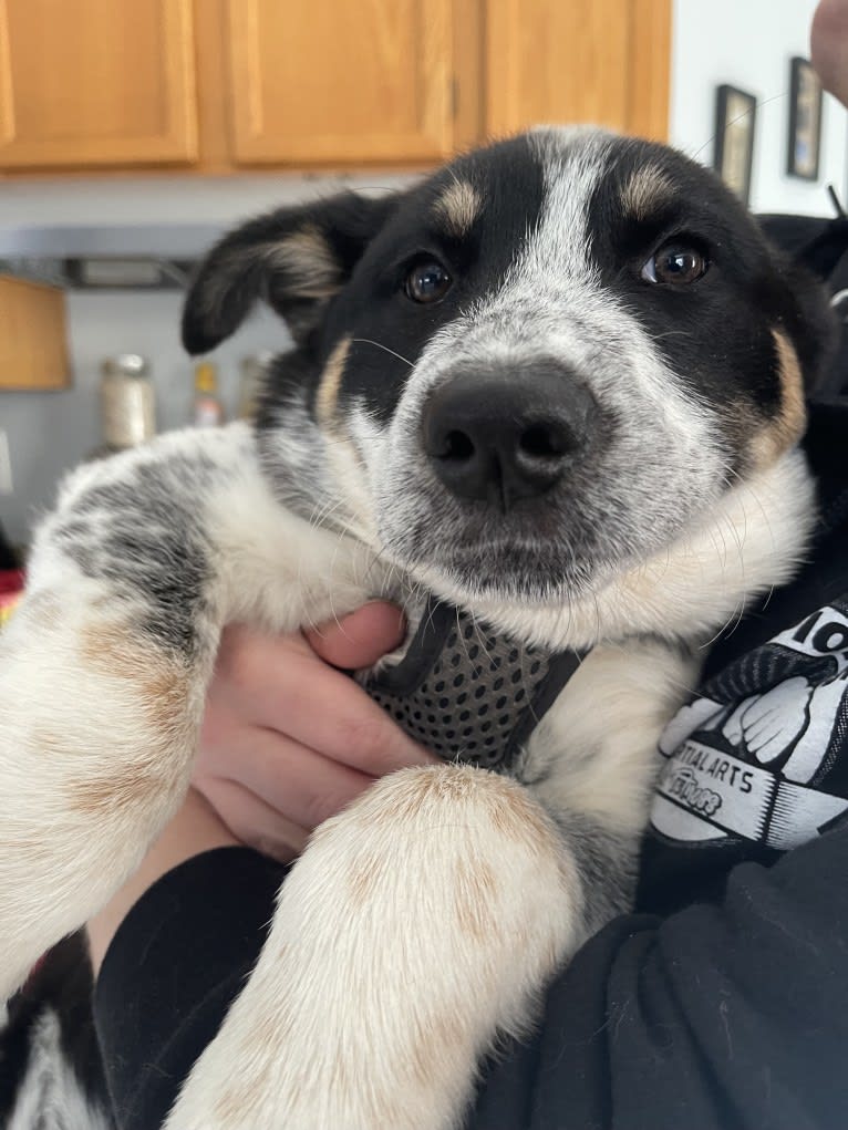 Charlie, a Siberian Husky and Australian Cattle Dog mix tested with EmbarkVet.com
