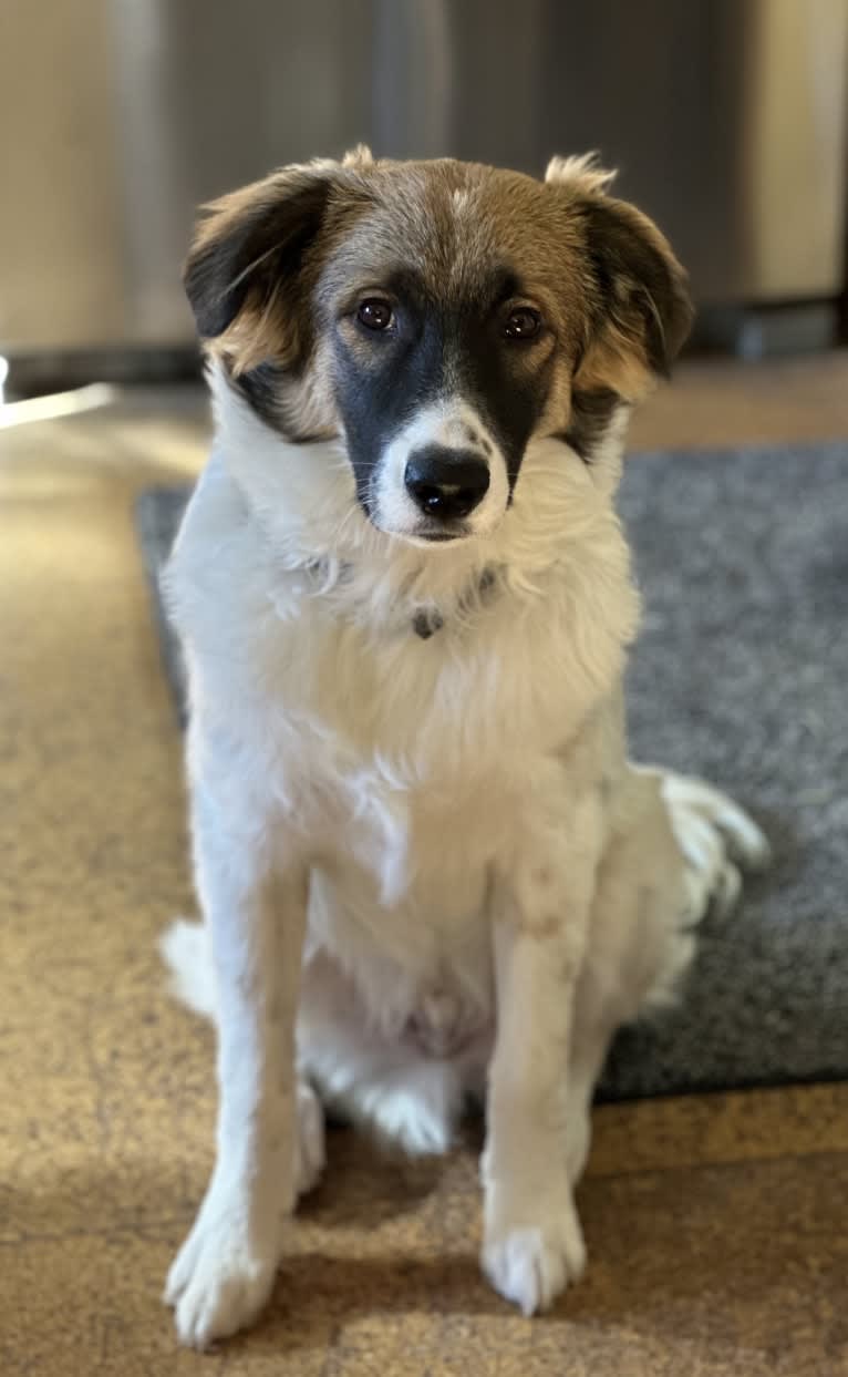 Domino, a Great Pyrenees and Australian Shepherd mix tested with EmbarkVet.com