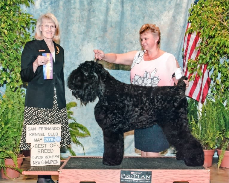 Fleur, a Black Russian Terrier tested with EmbarkVet.com