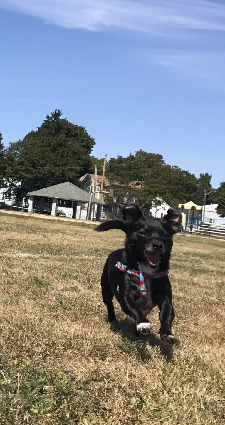 Remy, a Chihuahua and Poodle (Small) mix tested with EmbarkVet.com