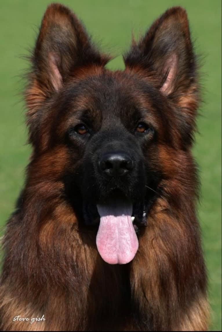 Dumbledore, a German Shepherd Dog tested with EmbarkVet.com