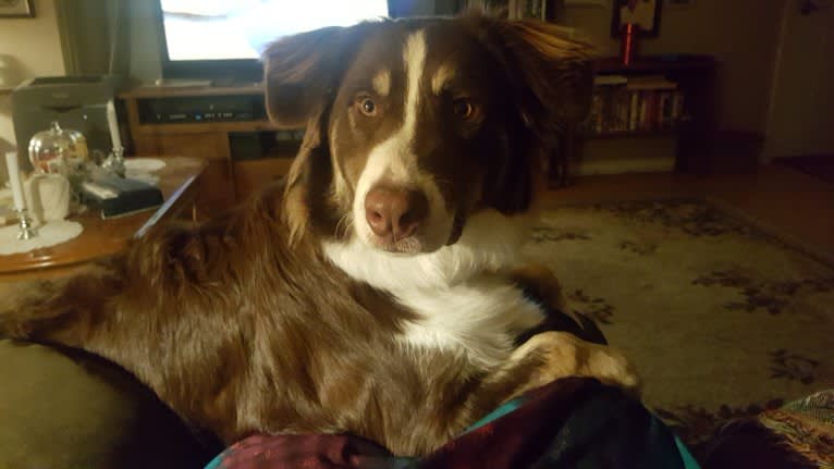 Copper, an Australian Shepherd and Border Collie mix tested with EmbarkVet.com