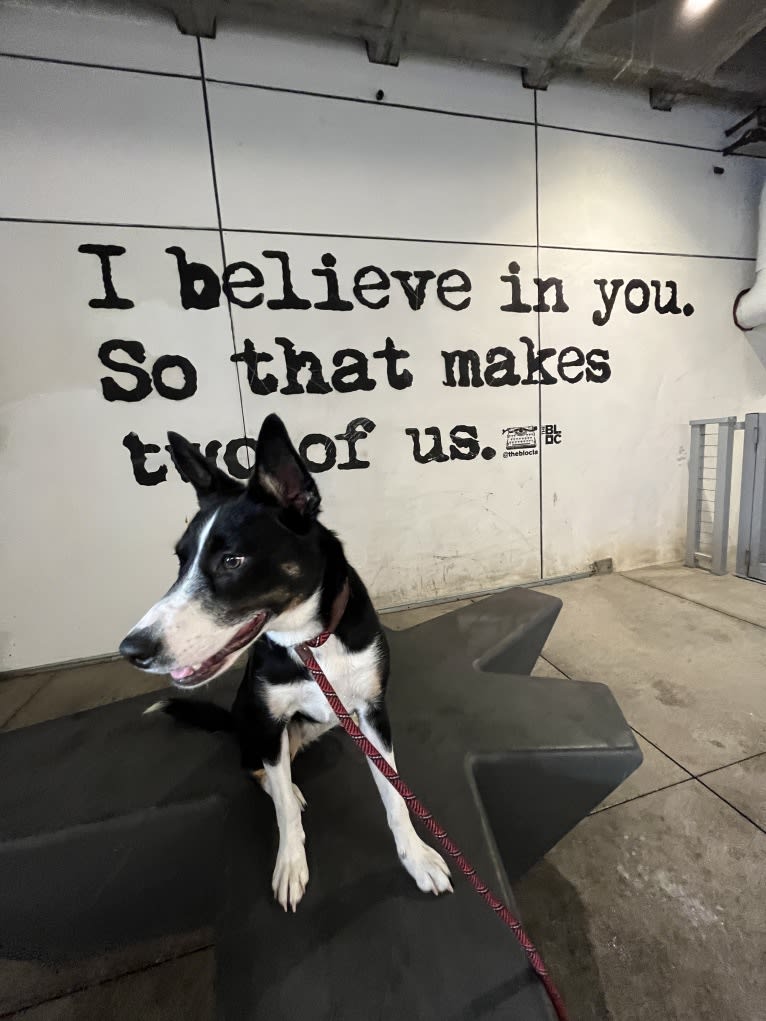 Laika, a Border Collie and Australian Cattle Dog mix tested with EmbarkVet.com