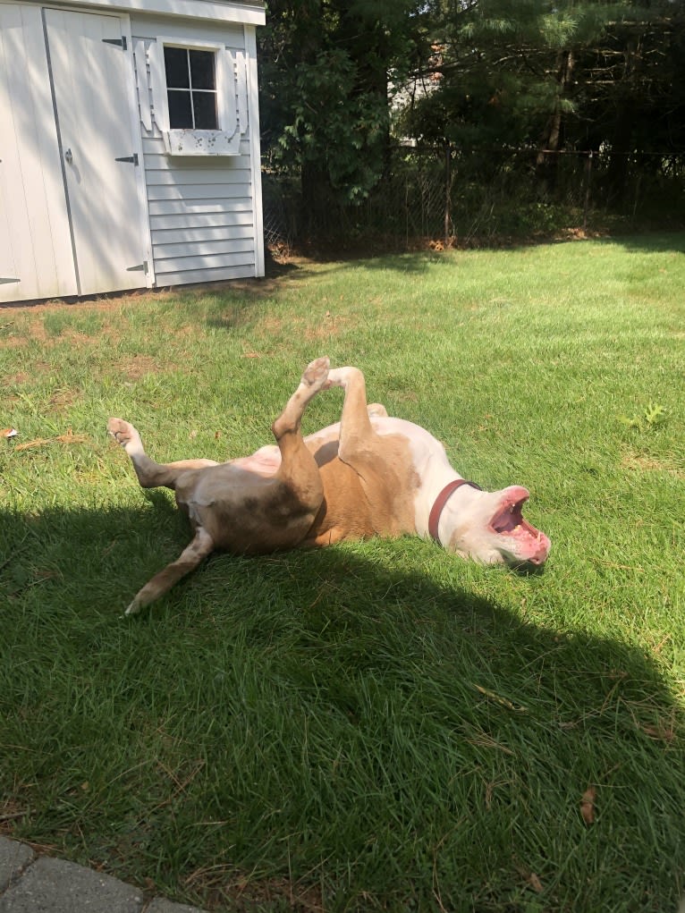 Louie, an American Pit Bull Terrier and American Staffordshire Terrier mix tested with EmbarkVet.com