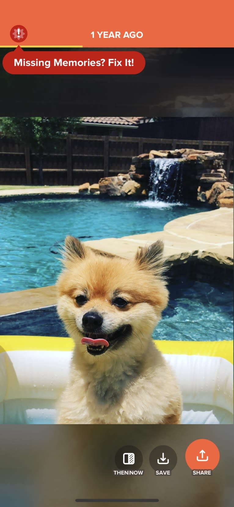 Louis, a Pomeranian tested with EmbarkVet.com