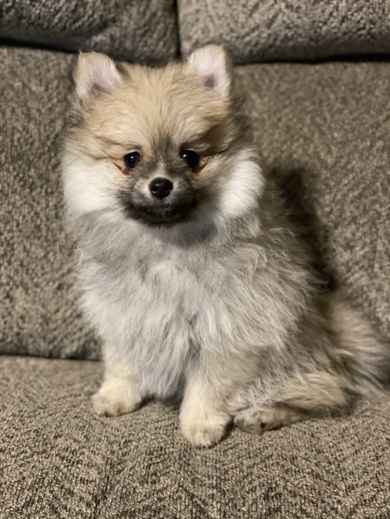 Okami, a Pomeranian tested with EmbarkVet.com