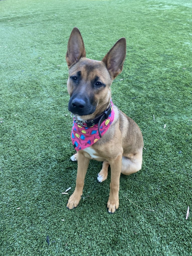 Lucy, a German Shepherd Dog and American Pit Bull Terrier mix tested with EmbarkVet.com