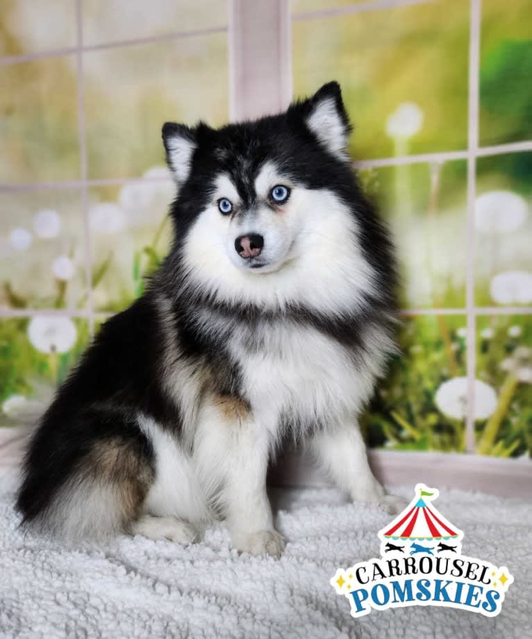 RZR, a Pomsky tested with EmbarkVet.com