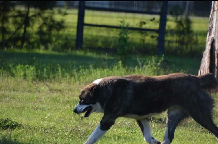 Diego, a Central Asian Shepherd Dog tested with EmbarkVet.com