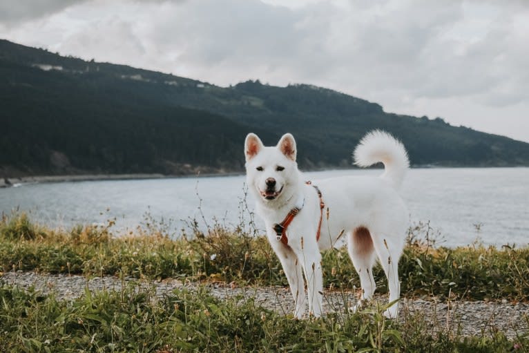 Nuru, a Japanese or Korean Village Dog and Jindo mix tested with EmbarkVet.com