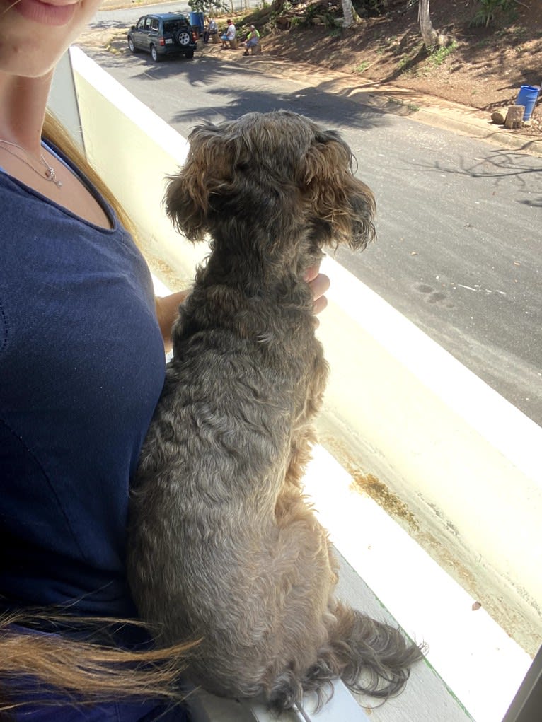 Dakota, a Shihpoo tested with EmbarkVet.com