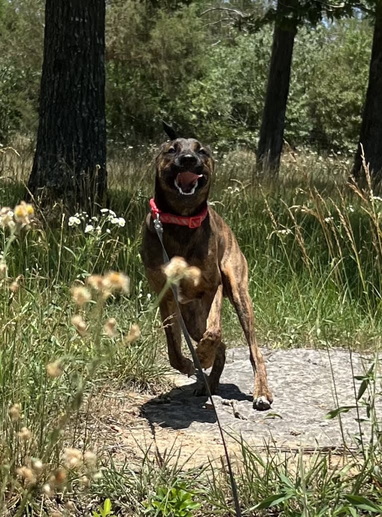 Roscoe, a German Shepherd Dog and Boxer mix tested with EmbarkVet.com