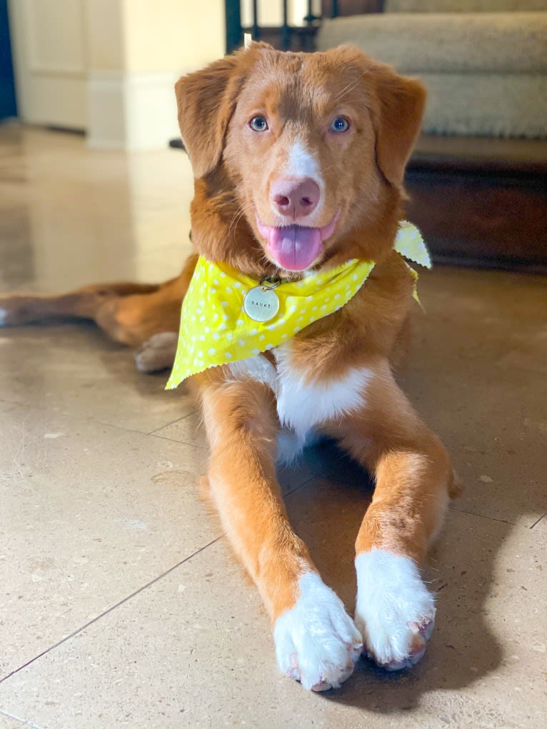 Banks, a Nova Scotia Duck Tolling Retriever tested with EmbarkVet.com