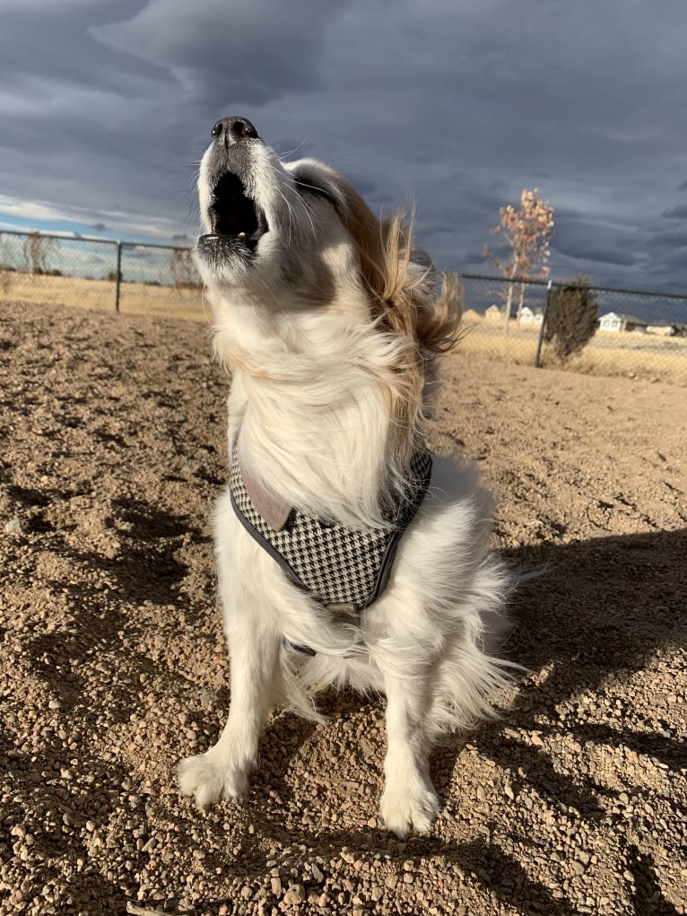 Ziggy, a Papillon and Maltese mix tested with EmbarkVet.com