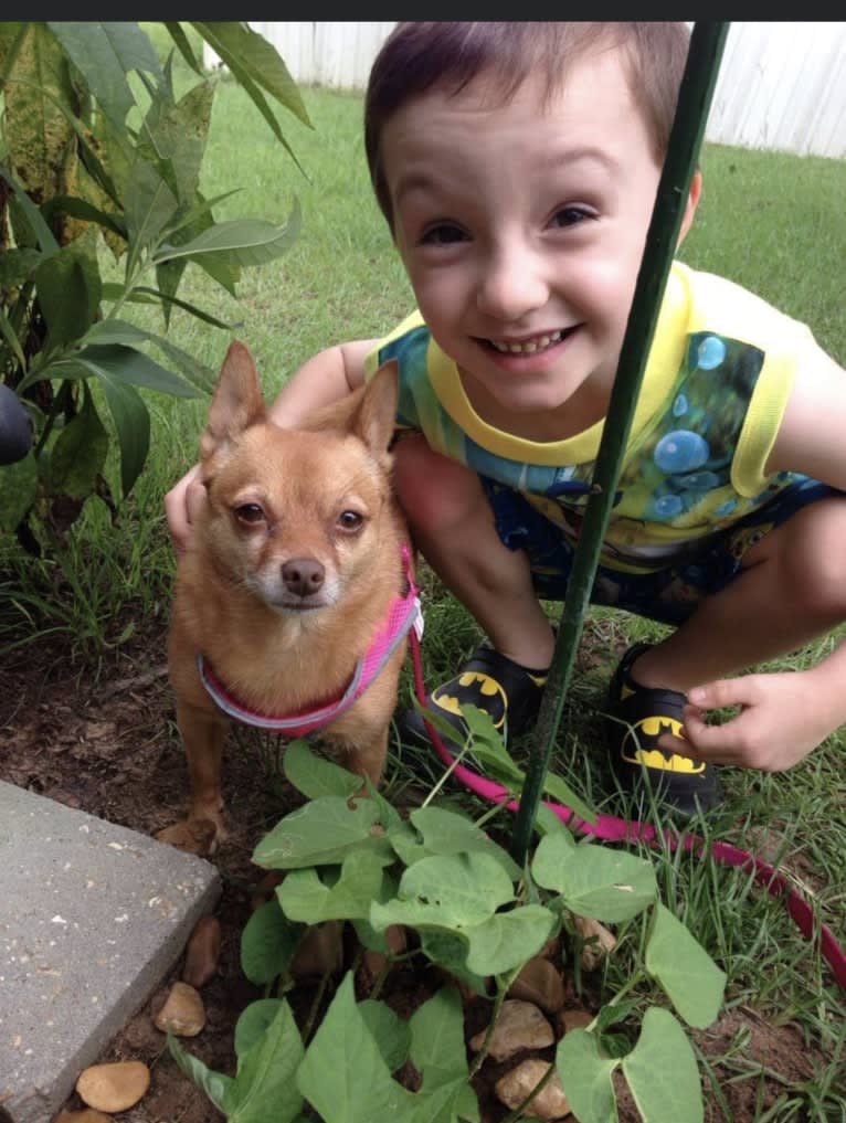 Rena Grace, a Miniature Pinscher and Pomeranian mix tested with EmbarkVet.com