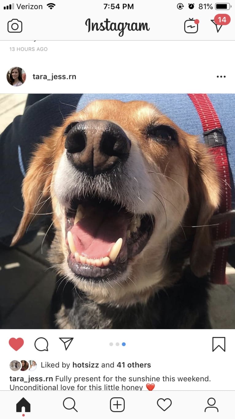 Rudy, a Beagle and Golden Retriever mix tested with EmbarkVet.com
