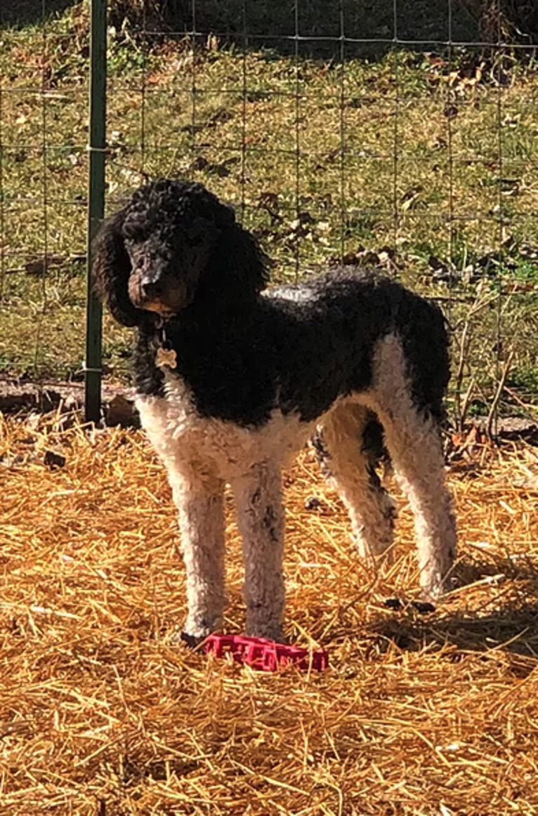 Lucille, a Poodle (Standard) tested with EmbarkVet.com