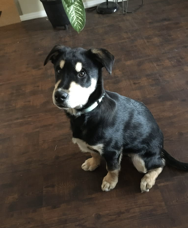 Ernest, an Alaskan-type Husky tested with EmbarkVet.com